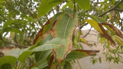 desease dry leaf
