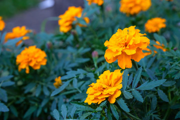 orange flowers close-up on a background of green leaves