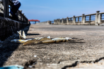 Dried fishes on a local concrete pier with tropical blue sky background