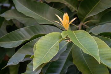 Obraz premium Blossom Magnolia champaca flower at the tree.