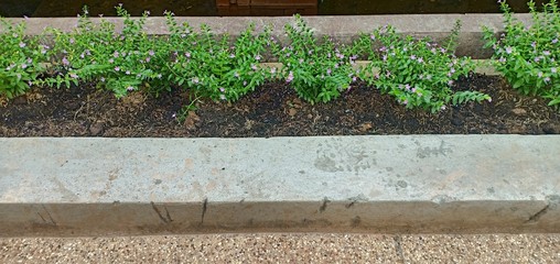 Flower plants in cement pots