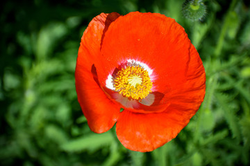 selective focused view of flowers in a garden