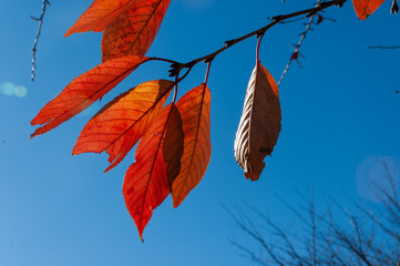 紅葉
