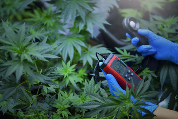 Naklejka premium Marijuana leaves, cannabis on a dark background, Mature Marijuana Plant with Bud and Leaves. Texture of Marijuana Plants at Indoor Cannabis Farm.