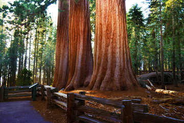 Sequoia Trees caught in Sunlight