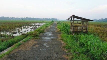 Obraz premium road in the middle of rice fields