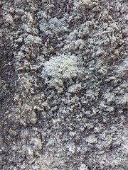 abstract Stone gravel cement  motar gray rugged