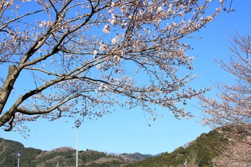 桜と山の風景