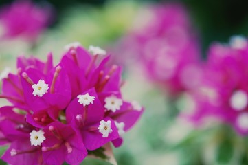 Fototapeta na wymiar Bougainvillea flowers background, pink flower blooming