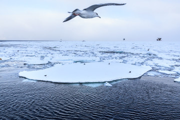 Seagulls flying through a giant floating ice in North Japan