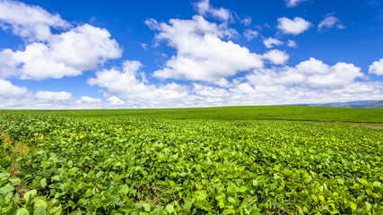 Fototapeta na wymiar Farm Crops Chick Pee Field Summer Blue Sky Clouds Panoramic Landscape
