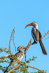 Southern red-billed hornbill (Tockus rufirostris) perched on a branch. Botswana