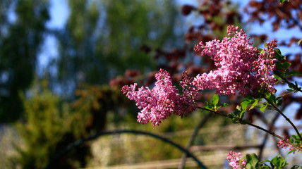 Art photo of lilac bush. Spring flowers - blooming lilac spring flowers. Spring natural blurred background. Soft focus.