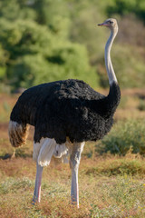 Common ostrich (Struthio camelus) ostrich male. Botswana