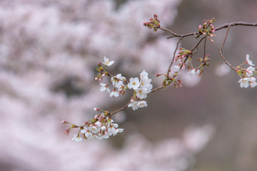 Spring Messenger 〜Sakura〜