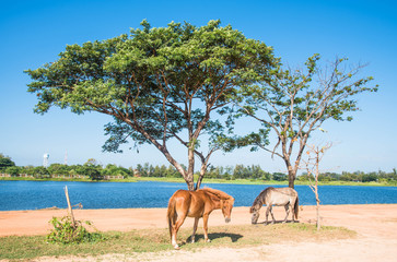 The horse grazing along the lake