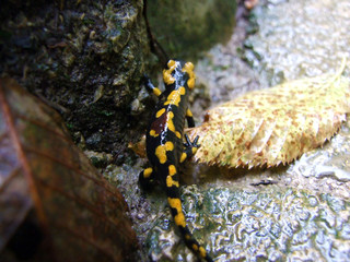 The fire salamander (Salamandra salamandra), Der Feuersalamander or Pjegavi dazdevnjak ili Sareni...