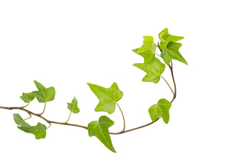 green ivy isolated on a white background.