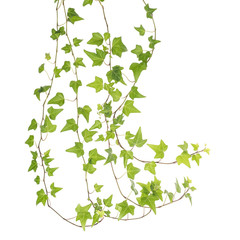 green ivy isolated on a white background.