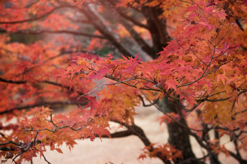 red autumn leaves