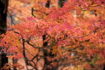 maple leaves in autumn