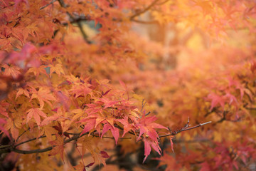 red maple leaves in autumn