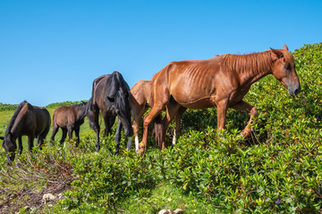 Brown horses graze in the mountains.