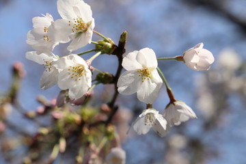 ソメイヨシノ（サクラ）の花