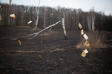 Scattered pages of a book fluttering in the wind; against the backdrop of a burned meadow. A series of photos