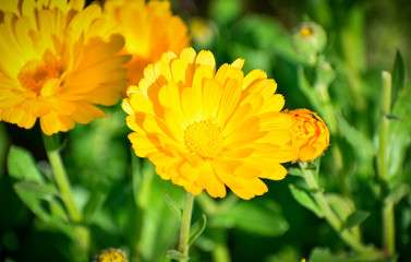 selective focused view of flowers in a garden