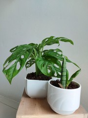 plant Monstera obliqua tree green