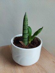 plant Sansevieria cylindrica Bojer green tree