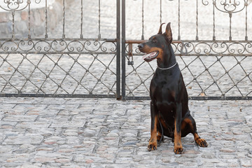 Purebred Doberman sitting in the yard