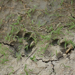 young plants in the field