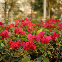 red flowers in the garden