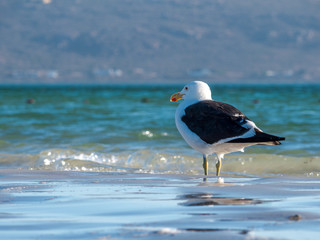 Fototapeta na wymiar Seagull in Close up View to Ocean