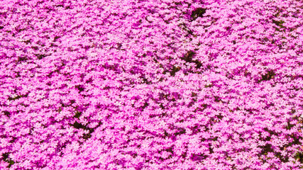 A close up of pink pink moss blossoms that bloom in spring in Hokkaido Japan