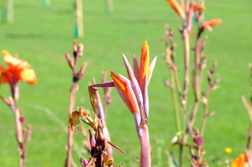 Hibiscus flowers in the garden