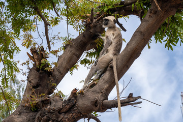 Gray Langurs(also known as Hanuman langur) monkey relaxes in a tree in Udaipur, India