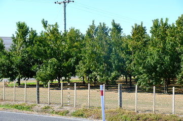 Fresh Organic Peach in the garden of New Zealand