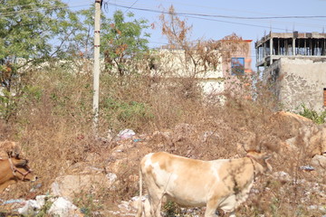 Cow eating green grass below a tree