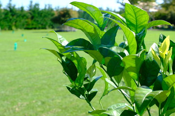 Fresh Organic lemon in the garden of New Zealand