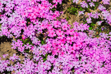A close up of pink pink moss blossoms that bloom in spring in Hokkaido Japan