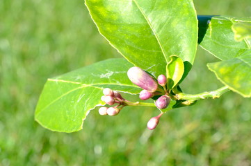 Fresh Organic lemon in the garden of New Zealand