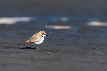 シロチドリ(Kentish plover)