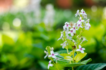 Picture of little white flowers and green leaves in the garden for background