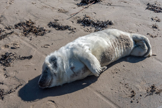 White Grey Seal Pup Relaxing on a Sunny Beach in Latvia