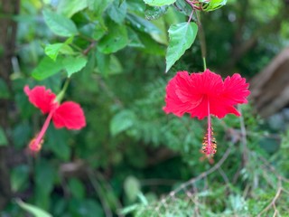Red Hibiscus in a tropical garden