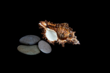  Stones and shells on a black background, marine still life