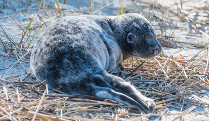 Naklejka premium Grey Seal Pup Relaxing on a Sunny Beach in Latvia